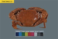 藏品(鈍齒短槳蟹)的圖片